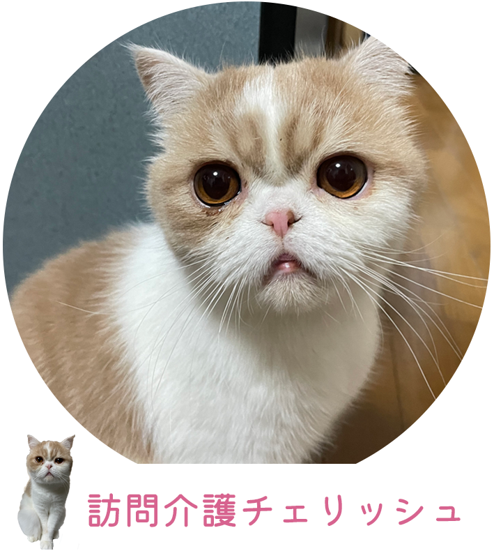 訪問介護チェリッシュ
