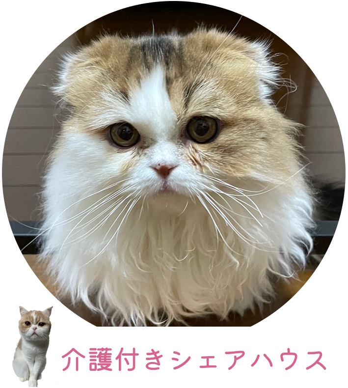介護付きシェアハウス